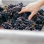 Villa Luxe Villa, Ensuites & Private Vineyard Views San Marzano Oliveto