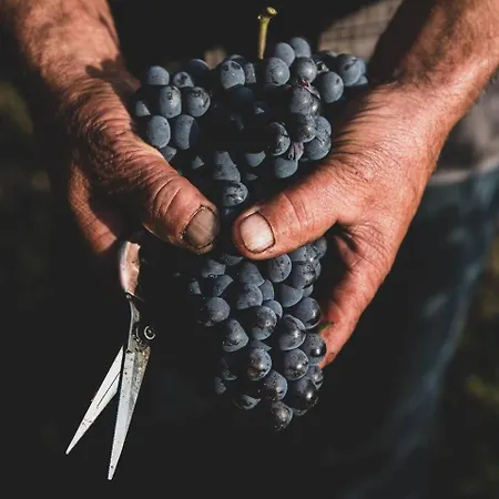 Luxe Villa, Ensuites & Private Vineyard Views 빌라