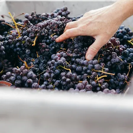 빌라 Luxe Villa, Ensuites & Private Vineyard Views 산마르자노올리베토