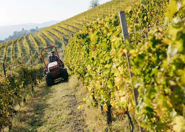 Luxe Villa, Ensuites & Private Vineyard Views Villa San Marzano Oliveto