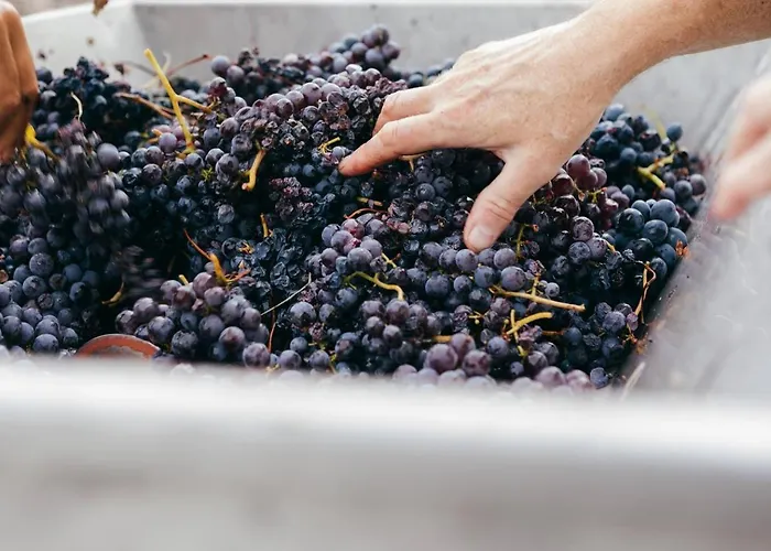 Villa Luxe Villa, Ensuites & Private Vineyard Views San Marzano Oliveto